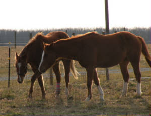 dscn23722.jpg