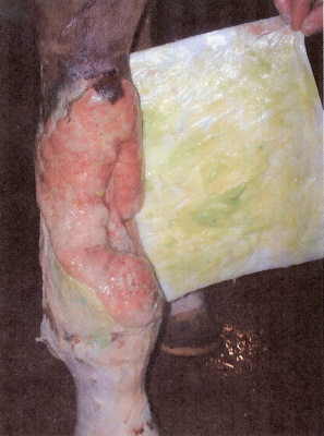 leg242.jpg